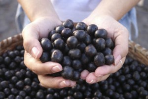 acai-berry